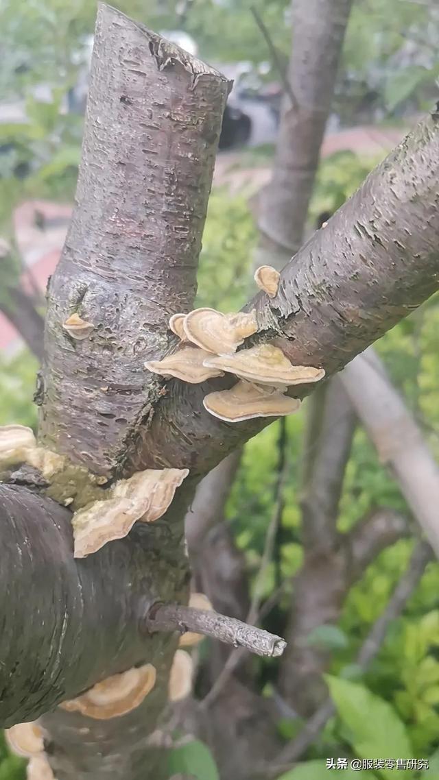 服裝陳列搭配技巧圖片（服裝陳列搭配技巧心得）