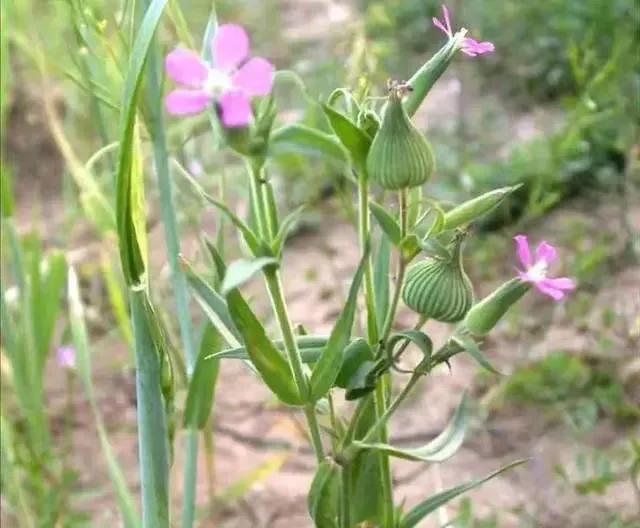 面條圖片大全，野生面條菜圖片？