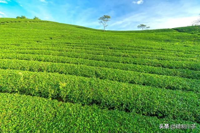 賣茶葉如何找渠道銷售可以用抖音嗎怎么寫方案（如何在抖音賣茶葉）