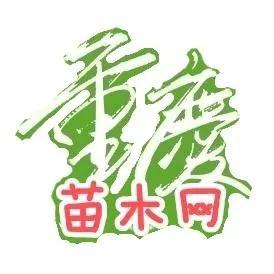 水生植物批發(fā)種植基地在哪里，水生植物批發(fā)種植基地地址？