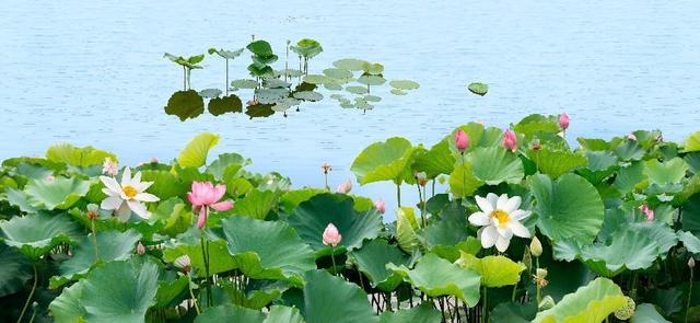 水生植物批發(fā)種植基地，水生植物批發(fā)種植基地成都？