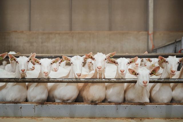 育肥羊飼料批發(fā)廠家，育肥羊飼料批發(fā)廠家電話？