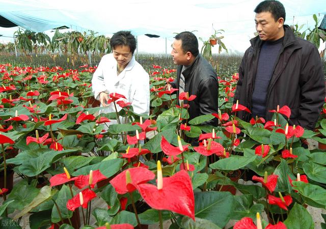 批發(fā)花卉去哪里進(jìn)貨，批發(fā)花卉去哪里進(jìn)貨北京？