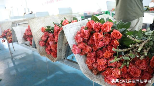 溫州批發(fā)鮮花去哪里進(jìn)貨，批發(fā)鮮花去哪里進(jìn)貨固鎮(zhèn)