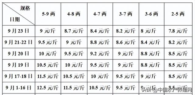 牛蛙批發(fā)價多少錢一只，牛蛙多少錢一斤市場價格？