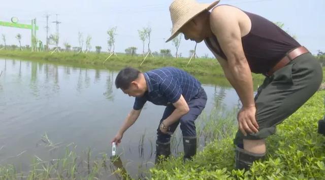 龍蝦苗批發(fā)蝦苗基地，蝦苗批發(fā)價(jià)格？