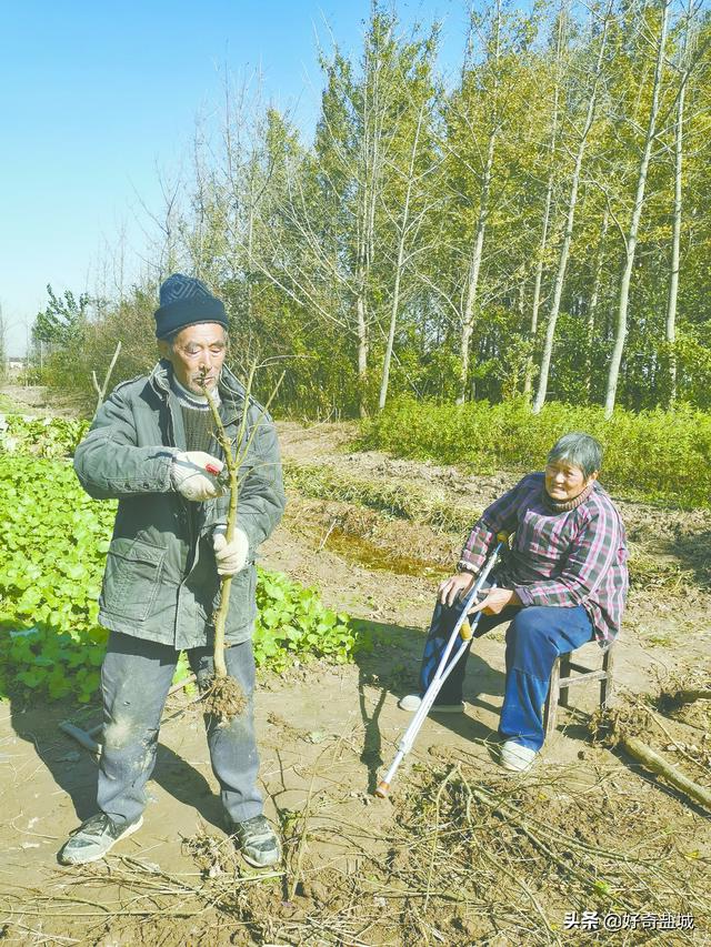 果樹苗批發(fā)基地三年苗各種苗大全櫻花，果樹苗批發(fā)基地三年苗各種苗大全廣西靈山？