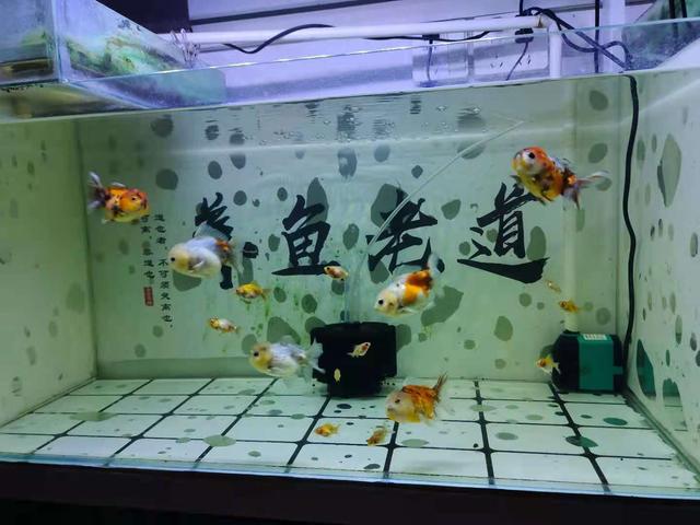 新手開水族店怎么進(jìn)貨視頻講解，新手開水族店怎么進(jìn)貨視頻教學(xué)？