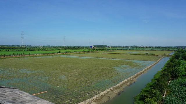 湖北潛江龍蝦批發(fā)市場電話，湖北潛江龍蝦批發(fā)市場電話號碼？