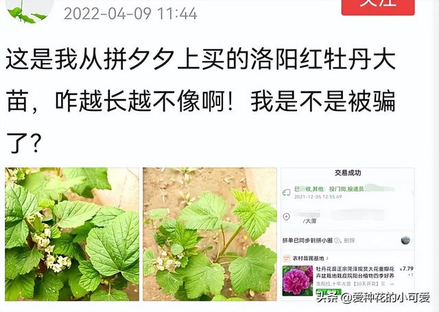 牡丹花苗批發(fā)價格，牡丹花苗批發(fā)價格淘寶？