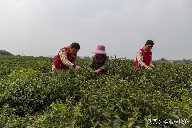 我想開茶葉店貨源怎么找，賣茶葉怎么找客源？