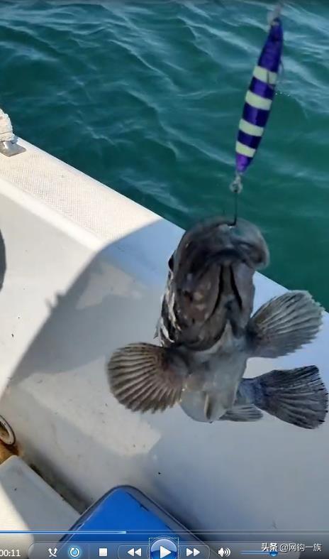 德州釣魚組魚餌怎么樣，德州釣魚組魚餌多少錢？