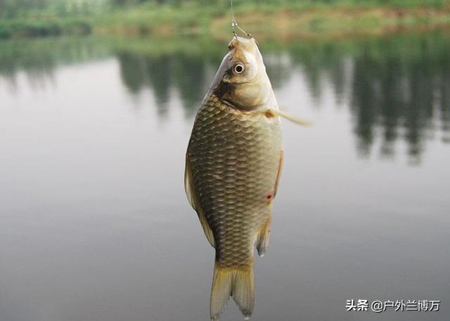 拼多多買魚餌料可靠嗎，拼多多上魚餌是不是正品？