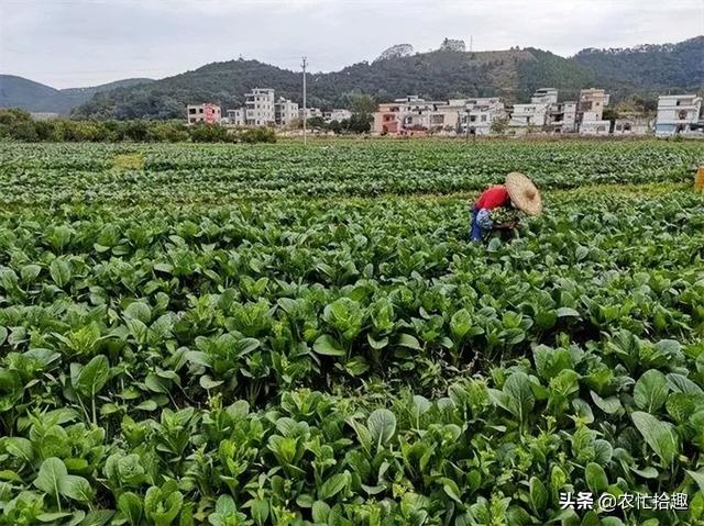 淘寶拼多多熱銷脫水菜芯貨源拿貨是真的嗎，淘寶拼多多熱銷脫水菜芯貨源拿貨是真的嗎還是假的？