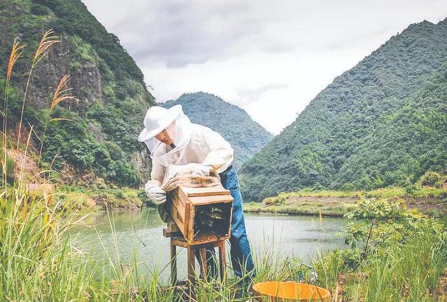 蜂蜜批發(fā)一手貨源，蜂蜜批發(fā)代理？